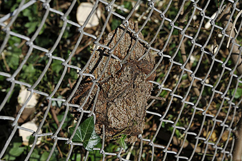 160910 Snoeidag oefenkooi boomstam2 500