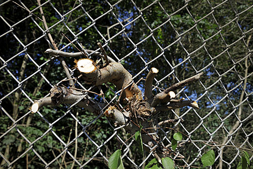 160910 Snoeidag oefenkooi boomstam 500
