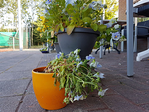 170622 Bloemen verdord 500