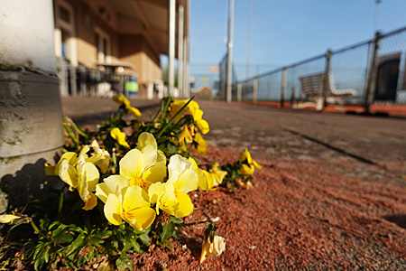 20040754 Viooltjes terras
