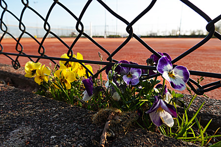20040755 Viooltjes in bloei