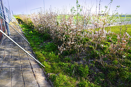 20040757 Windwal in bloei 450