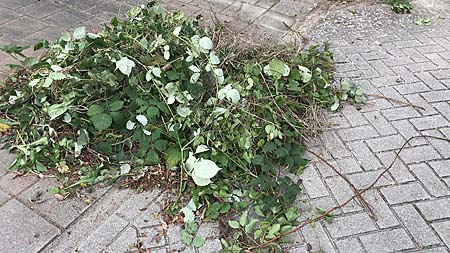 200927 TVA klussendag entree bramen