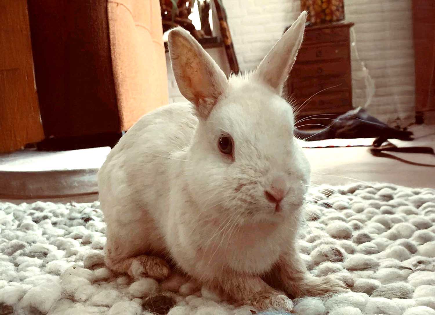 250524 Akkrum verloren konijn