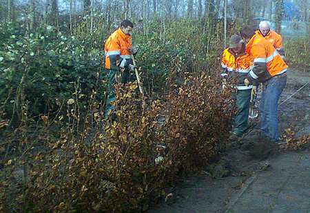 111201_Beukenhaag_planten